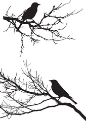 Black silhouette bird on the tree branch white background