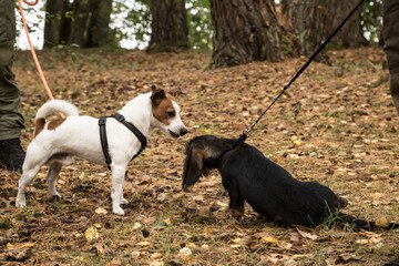interaction between two dogs kept on leashes: submissive and dominant (jack russell terrier and wire haired dachshund)