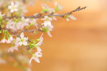桜　啓翁桜