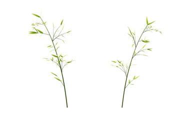 Isolated green bamboo element, 3d rendering.