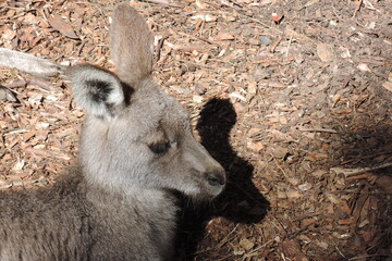 kangaroo in the zoo - obrazy, fototapety, plakaty