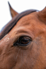 close up of a eye of horse head
