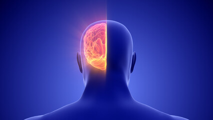 Medical Animation of the Human Half Brain