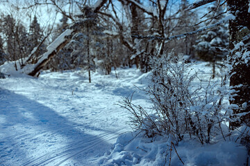snow covered trees in winter