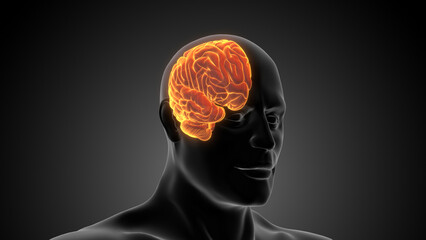 Obraz premium Human Half Brain Medical Animation