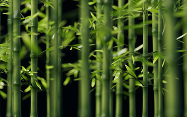 Green natural bamboo plant background, 3d rendering.
