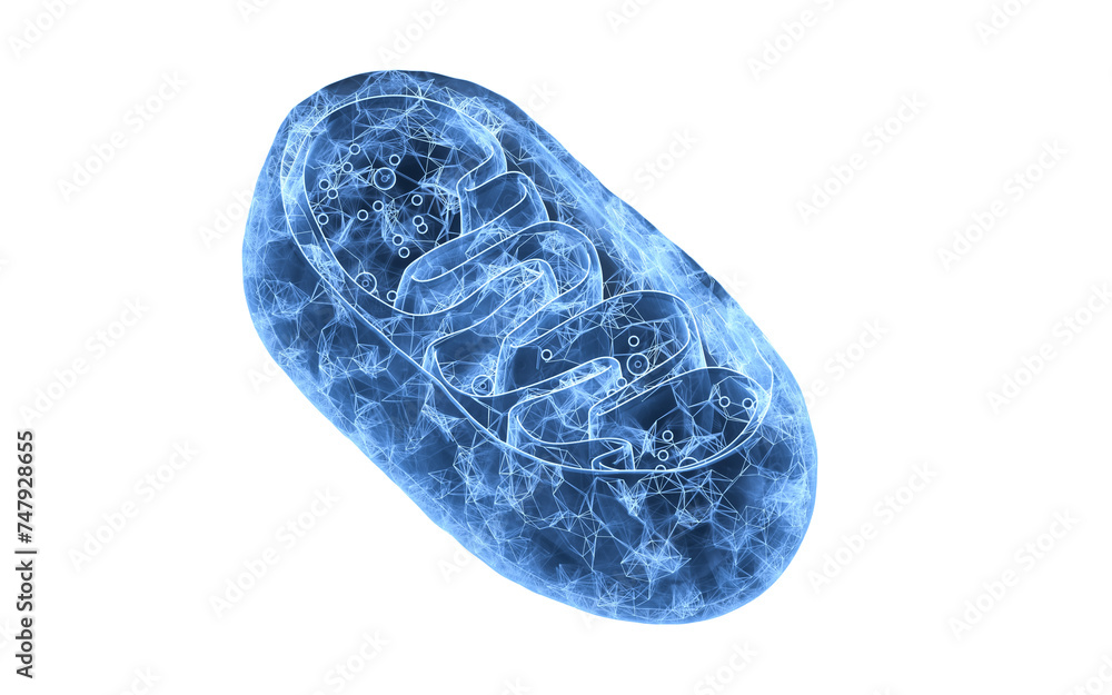 Poster Cross-section view of Mitochondria, 3d rendering.