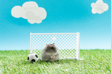 funny hamster toy soccer ball