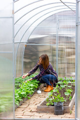 young woman working in a greenhouse tying up a string of tomatoes bushes on a spring morning - 747930026