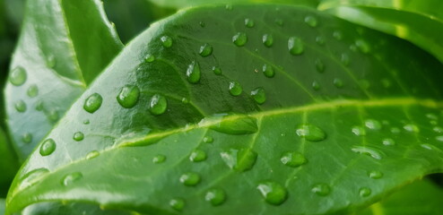 Grünes Blatt mit Wassertropfen in Nahaufnahme