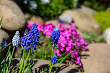 Beautiful colorful spring rock garden, blooming flowers of blue muscari