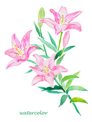 Fototapeta na wymiar Hand drawn watercolor illustration of Lily, lilies ,pink lilies, flowers and leaves , lily , flower illustration, watercolor, floral, blossom, bloom, botanical 