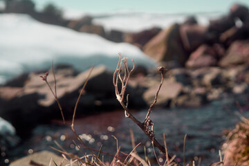 A small plant growing in the mountains by a river