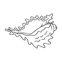 Minimalistic black line drawing of a sea shell. Isolated vector illustration