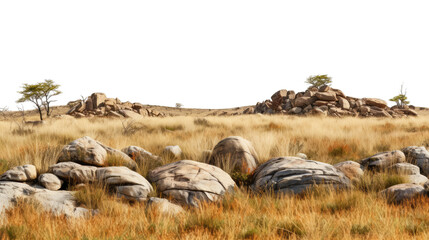 Savanna grass fields meadow with rocks on white background
