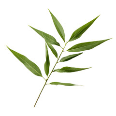bamboo leaf isolated on transparent background
