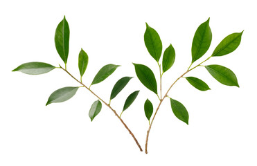 Fresh green leaves branch macro shot, PNG transparency
