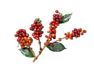 Organic coffee Beans with coffee leaves, PNG transparency