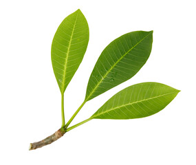 Fresh green leaf with water drop macro shot, PNG transparency