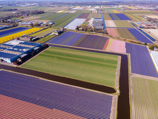 Fototapeta premium view of hyacinth fields, holland, netherlands