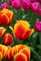 Fototapeta premium view of holland tulips, netherlands