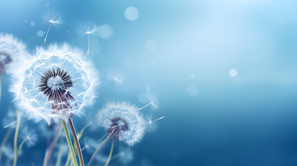 dandelions on a vibrant background with seeds in flight on blue background 