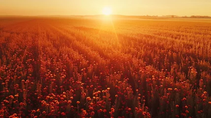 Zelfklevend Fotobehang Beautiful sunset over a field of flowers, perfect for nature-themed designs © Fotograf