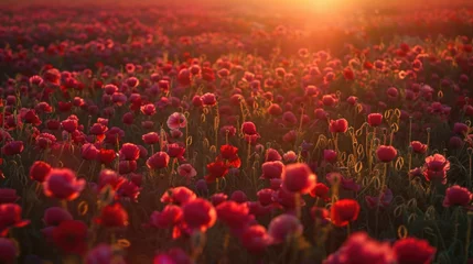  Beautiful field of red flowers with the sun shining in the background. Perfect for nature and landscape designs © Vladimir Polikarpov