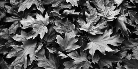 Black and white photo of a bunch of leaves, suitable for various design projects