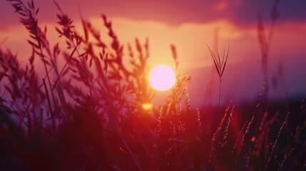 Sun setting behind tall grass, suitable for nature backgrounds - Powered by Adobe