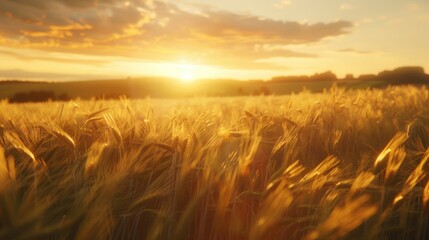 Obraz premium Beautiful wheat field with the sun setting in the background. Ideal for agriculture or nature concepts