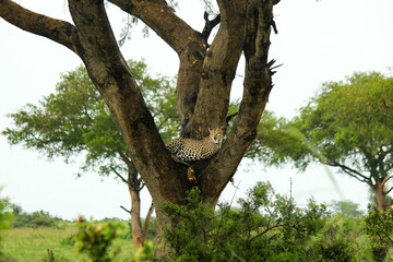 A leopard resting in a tree. High quality photo
