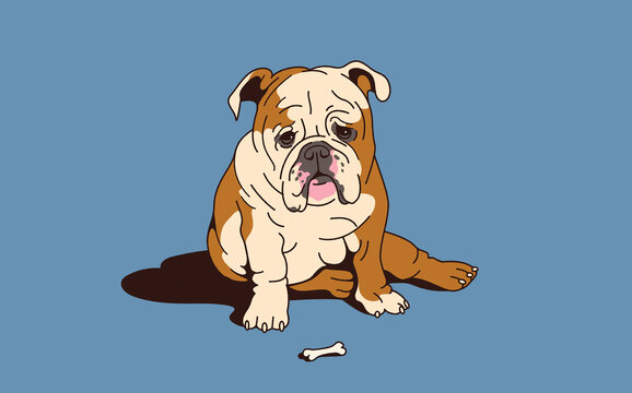 Unhappy bulldog with tiny bone
