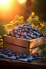 Sloes harvested in a wooden box in an orchard with sunset. Natural organic fruit abundance. Agriculture, healthy and natural food concept. Vertical composition.