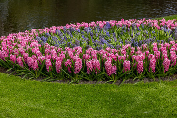 pink and blue hyacinths blooming in a garden