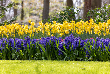yellow daffodils and blue hyacinths blooming in a garden