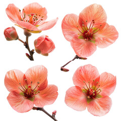 Fototapeta premium Ripe Kaki Persimmon Flower Captured in Vibrant Detail on White Background – An Organic Culinary Delight for Autumn Harvest