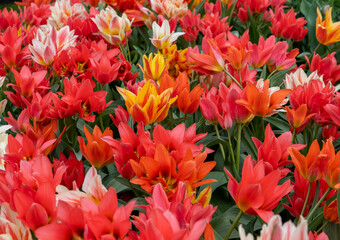 Tulip called Fun Colours mix. Glorious mix consists of the tulip Toronto and two of her colour-mutants Winnipeg and Quebec.