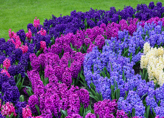 Colorful hyacinths blooming in a garden