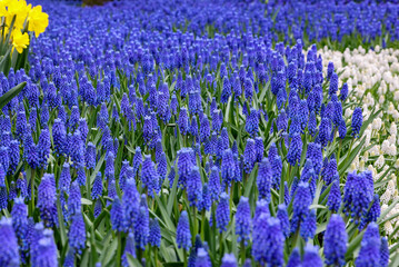 blue muscari flowers blooming in a garden