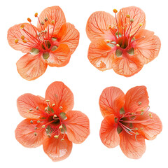 Ripe Kaki Persimmon Flower Captured in Vibrant Detail on White Background – An Organic Culinary Delight for Autumn Harvest