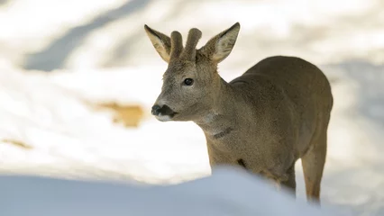 Fototapeten European roe deer (Capreolus capreolus) in snow in forest © STUEDAL