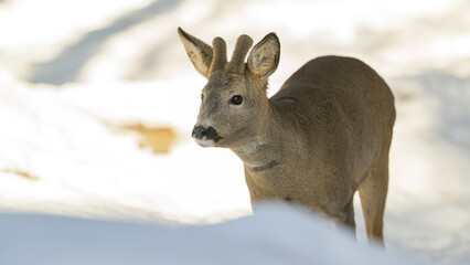 European roe deer (Capreolus capreolus) in snow in forest