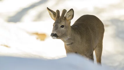 Foto op Canvas European roe deer (Capreolus capreolus) in snow in forest © STUEDAL