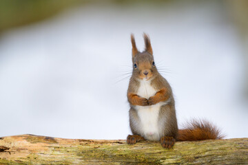 Cute Norwegian Red squirrel (Sciurus vulgaris) in winter forest