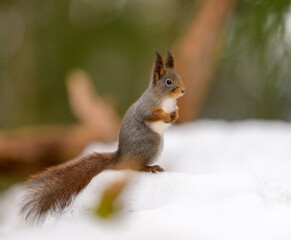 Naklejka na ściany i meble Cute Norwegian Red squirrel (Sciurus vulgaris) in winter forest