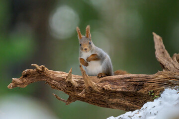 Cute Norwegian Red squirrel (Sciurus vulgaris) in winter forest