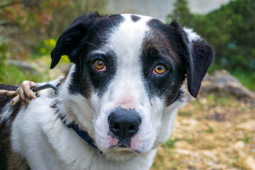 A dog from up close, beautiful eyes, on a leash. High quality photo