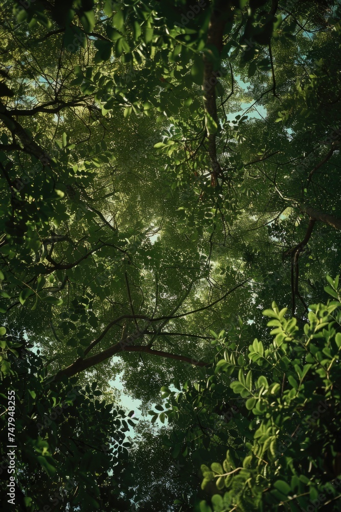Poster a peaceful view of the sky through the leaves of a tree. suitable for nature and relaxation concepts