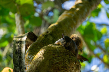 A squirrel on a tree in a national park, exotic. High quality photo
